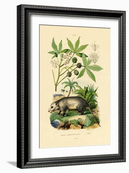 Common Opossum, 1833-39-null-Framed Giclee Print