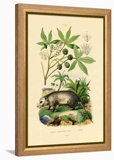 Common Opossum, 1833-39-null-Framed Premier Image Canvas