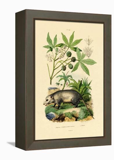 Common Opossum, 1833-39-null-Framed Premier Image Canvas