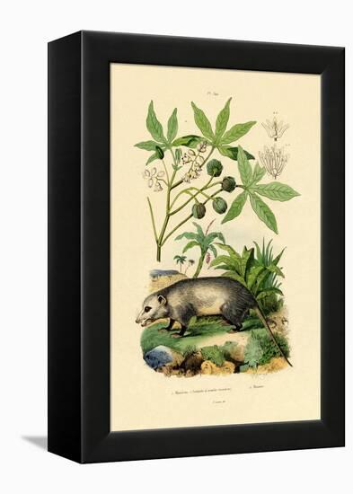 Common Opossum, 1833-39-null-Framed Premier Image Canvas