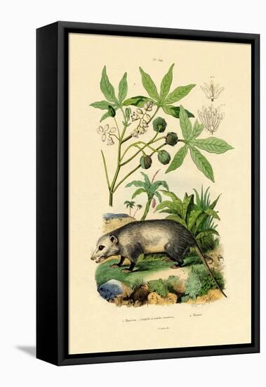 Common Opossum, 1833-39-null-Framed Premier Image Canvas