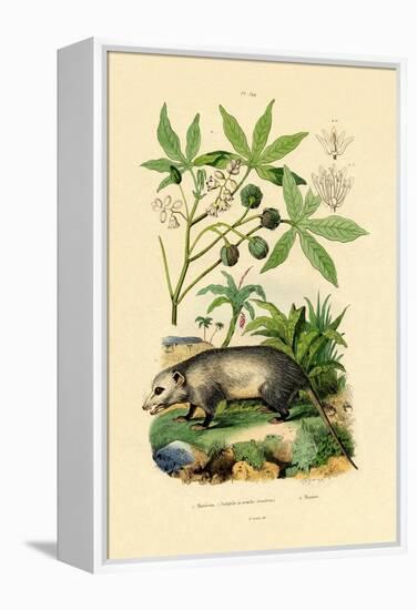 Common Opossum, 1833-39-null-Framed Premier Image Canvas