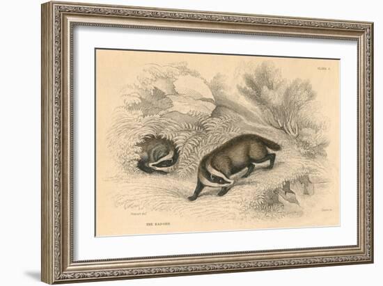 Common or Eurasian Badger (Meles Mele), 1828-null-Framed Giclee Print