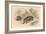 Common or Eurasian Badger (Meles Mele), 1828-null-Framed Giclee Print