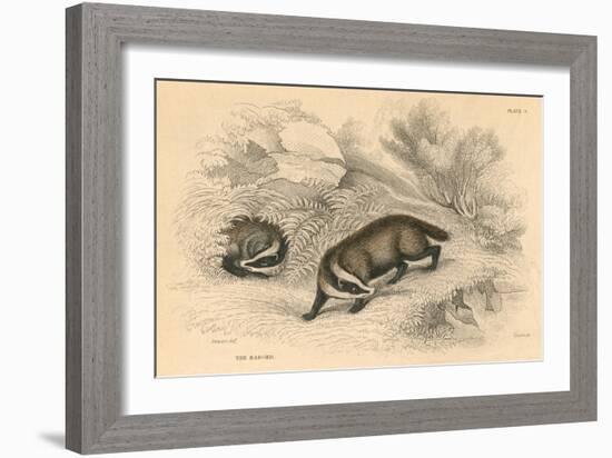 Common or Eurasian Badger (Meles Mele), 1828-null-Framed Giclee Print