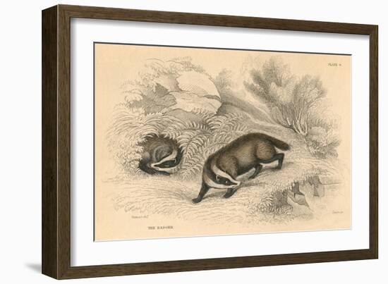 Common or Eurasian Badger (Meles Mele), 1828-null-Framed Giclee Print