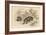 Common or Eurasian Badger (Meles Mele), 1828-null-Framed Giclee Print