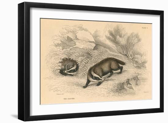 Common or Eurasian Badger (Meles Mele), 1828-null-Framed Giclee Print