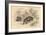 Common or Eurasian Badger (Meles Mele), 1828-null-Framed Giclee Print