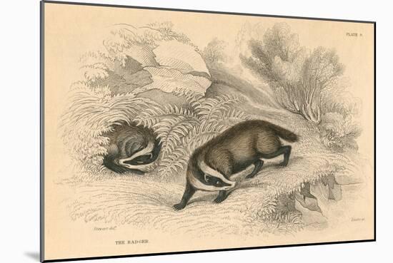 Common or Eurasian Badger (Meles Mele), 1828-null-Mounted Giclee Print