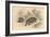 Common or Eurasian Badger (Meles Mele), 1828-null-Framed Giclee Print