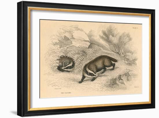 Common or Eurasian Badger (Meles Mele), 1828-null-Framed Giclee Print