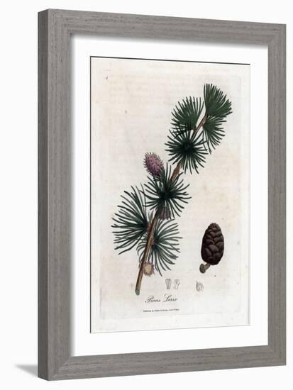 Common or European Meleze - European Larch Tree, Larix Decidua. Handcoloured Copperplate Engraving-James Sowerby-Framed Giclee Print