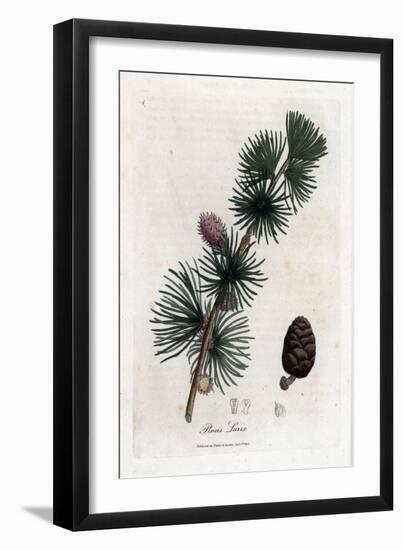 Common or European Meleze - European Larch Tree, Larix Decidua. Handcoloured Copperplate Engraving-James Sowerby-Framed Giclee Print