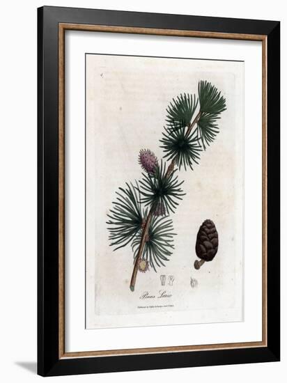 Common or European Meleze - European Larch Tree, Larix Decidua. Handcoloured Copperplate Engraving-James Sowerby-Framed Giclee Print