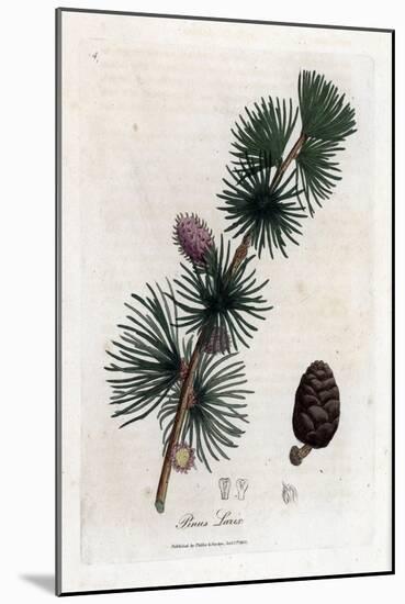 Common or European Meleze - European Larch Tree, Larix Decidua. Handcoloured Copperplate Engraving-James Sowerby-Mounted Giclee Print