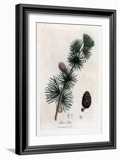 Common or European Meleze - European Larch Tree, Larix Decidua. Handcoloured Copperplate Engraving-James Sowerby-Framed Giclee Print