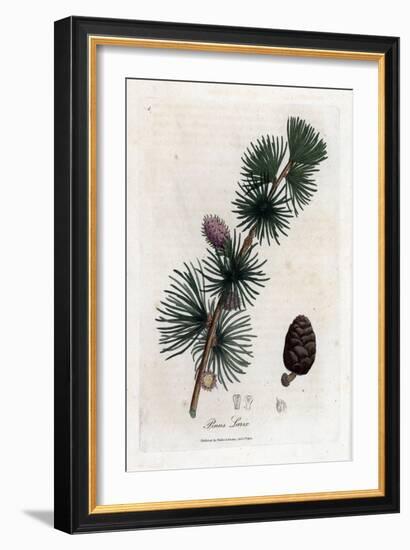 Common or European Meleze - European Larch Tree, Larix Decidua. Handcoloured Copperplate Engraving-James Sowerby-Framed Giclee Print