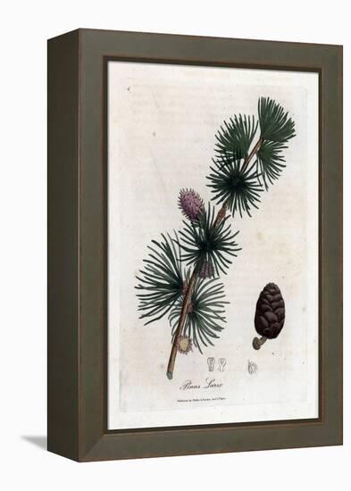 Common or European Meleze - European Larch Tree, Larix Decidua. Handcoloured Copperplate Engraving-James Sowerby-Framed Premier Image Canvas