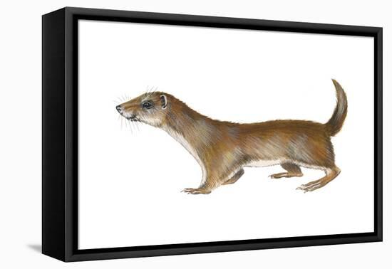 Common or Least Weasel (Mustela Nivalis), Mammals-Encyclopaedia Britannica-Framed Stretched Canvas