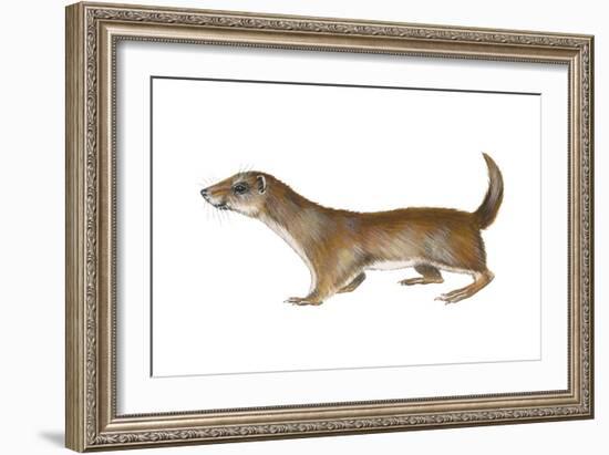 Common or Least Weasel (Mustela Nivalis), Mammals-Encyclopaedia Britannica-Framed Art Print