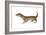 Common or Least Weasel (Mustela Nivalis), Mammals-Encyclopaedia Britannica-Framed Art Print