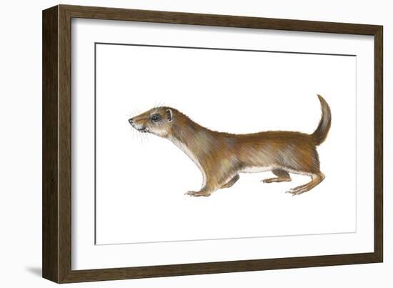 Common or Least Weasel (Mustela Nivalis), Mammals-Encyclopaedia Britannica-Framed Art Print