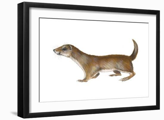 Common or Least Weasel (Mustela Nivalis), Mammals-Encyclopaedia Britannica-Framed Art Print