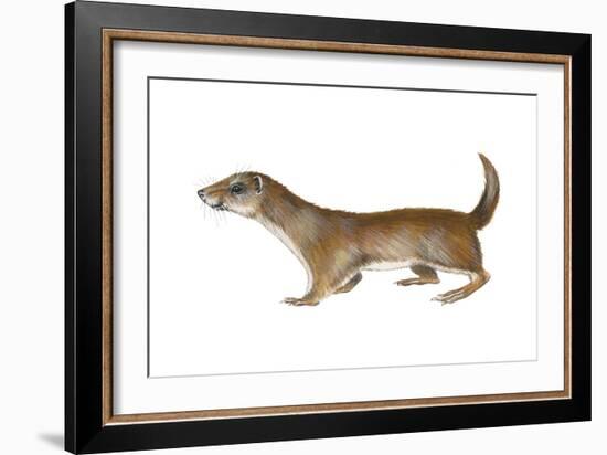 Common or Least Weasel (Mustela Nivalis), Mammals-Encyclopaedia Britannica-Framed Art Print