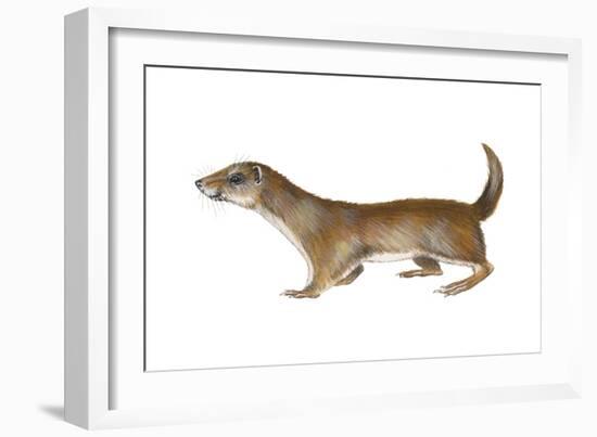 Common or Least Weasel (Mustela Nivalis), Mammals-Encyclopaedia Britannica-Framed Art Print