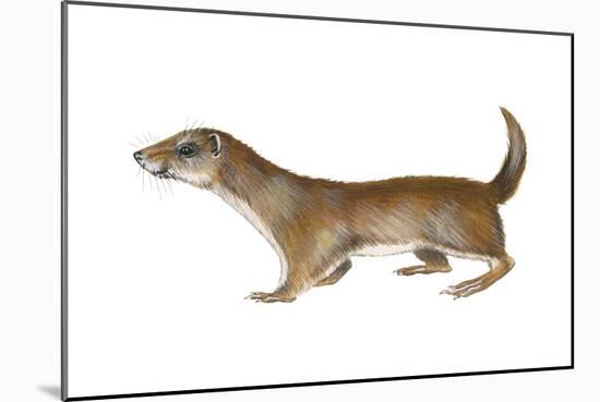 Common or Least Weasel (Mustela Nivalis), Mammals-Encyclopaedia Britannica-Mounted Art Print