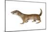 Common or Least Weasel (Mustela Nivalis), Mammals-Encyclopaedia Britannica-Mounted Art Print