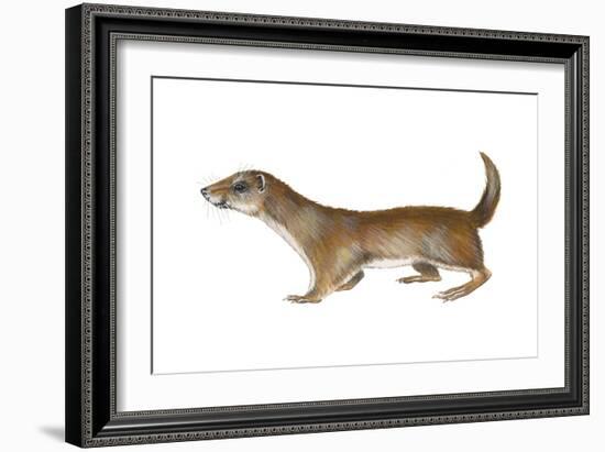 Common or Least Weasel (Mustela Nivalis), Mammals-Encyclopaedia Britannica-Framed Art Print