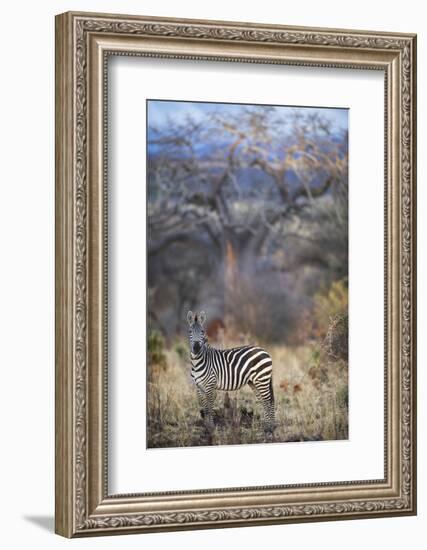 Common or Plains Zebra (Equus Quagga Burchelli) Grazing in Bushtarangire National Park-Cheryl-Samantha Owen-Framed Photographic Print