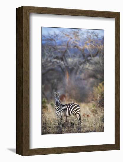 Common or Plains Zebra (Equus Quagga Burchelli) Grazing in Bushtarangire National Park-Cheryl-Samantha Owen-Framed Photographic Print