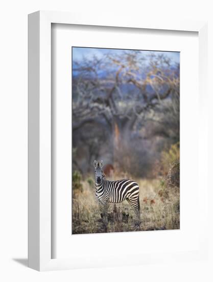 Common or Plains Zebra (Equus Quagga Burchelli) Grazing in Bushtarangire National Park-Cheryl-Samantha Owen-Framed Photographic Print