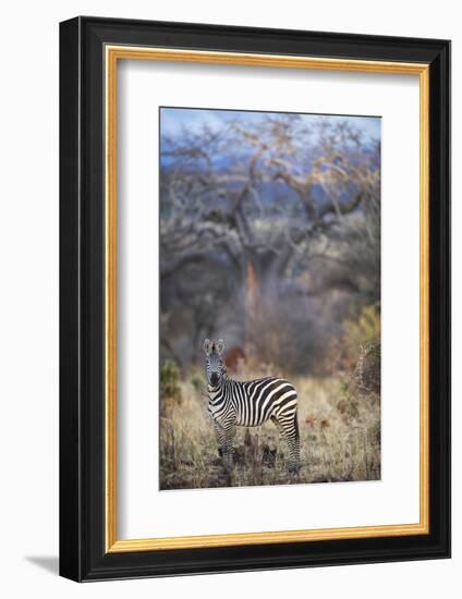 Common or Plains Zebra (Equus Quagga Burchelli) Grazing in Bushtarangire National Park-Cheryl-Samantha Owen-Framed Photographic Print