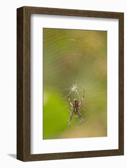 Common Orb Weaver (Neoscona) on Web, Los Angeles, California-Rob Sheppard-Framed Photographic Print