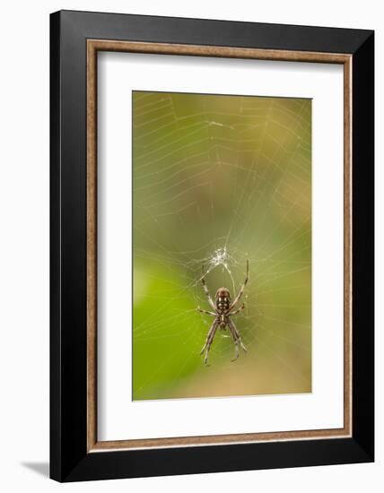 Common Orb Weaver (Neoscona) on Web, Los Angeles, California-Rob Sheppard-Framed Photographic Print