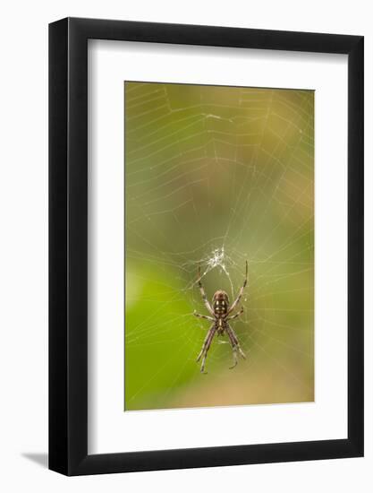 Common Orb Weaver (Neoscona) on Web, Los Angeles, California-Rob Sheppard-Framed Photographic Print