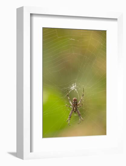 Common Orb Weaver (Neoscona) on Web, Los Angeles, California-Rob Sheppard-Framed Photographic Print
