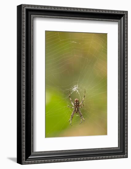 Common Orb Weaver (Neoscona) on Web, Los Angeles, California-Rob Sheppard-Framed Photographic Print