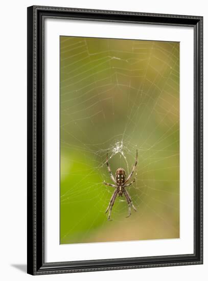 Common Orb Weaver (Neoscona) on Web, Los Angeles, California-Rob Sheppard-Framed Photographic Print