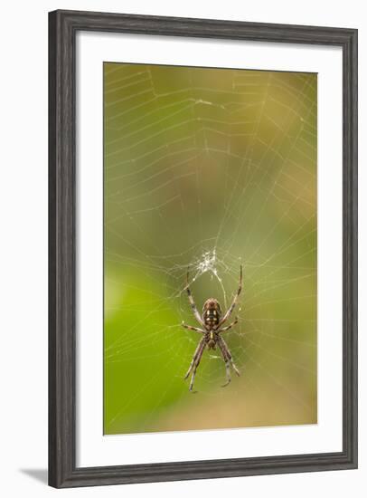 Common Orb Weaver (Neoscona) on Web, Los Angeles, California-Rob Sheppard-Framed Photographic Print