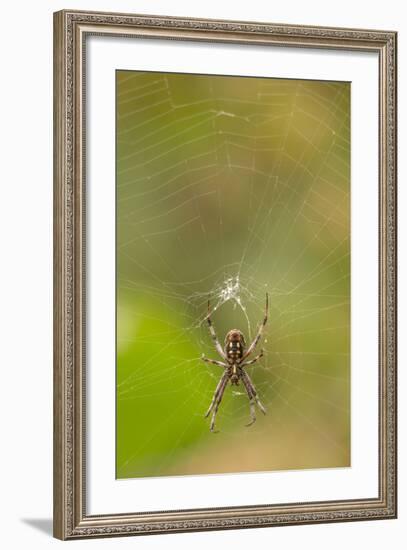 Common Orb Weaver (Neoscona) on Web, Los Angeles, California-Rob Sheppard-Framed Photographic Print