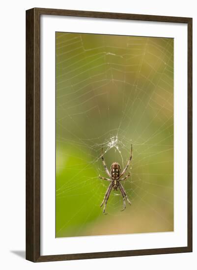 Common Orb Weaver (Neoscona) on Web, Los Angeles, California-Rob Sheppard-Framed Photographic Print