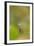 Common Orb Weaver (Neoscona) on Web, Los Angeles, California-Rob Sheppard-Framed Photographic Print