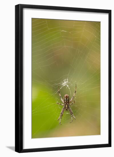 Common Orb Weaver (Neoscona) on Web, Los Angeles, California-Rob Sheppard-Framed Photographic Print