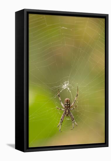 Common Orb Weaver (Neoscona) on Web, Los Angeles, California-Rob Sheppard-Framed Premier Image Canvas