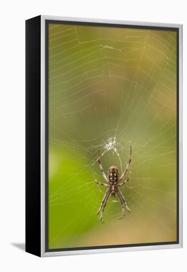 Common Orb Weaver (Neoscona) on Web, Los Angeles, California-Rob Sheppard-Framed Premier Image Canvas